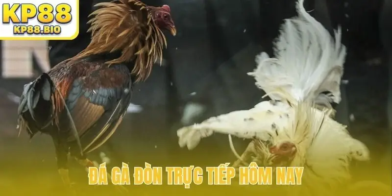 đá gà đòn trực tiếp hôm nay