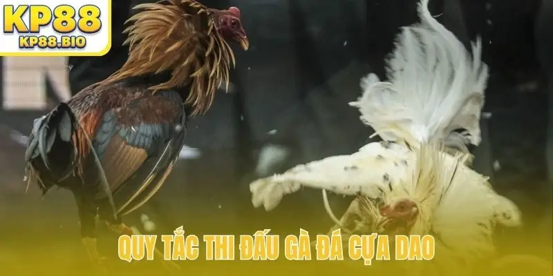 Quy tắc thi đấu gà đá cựa dao
